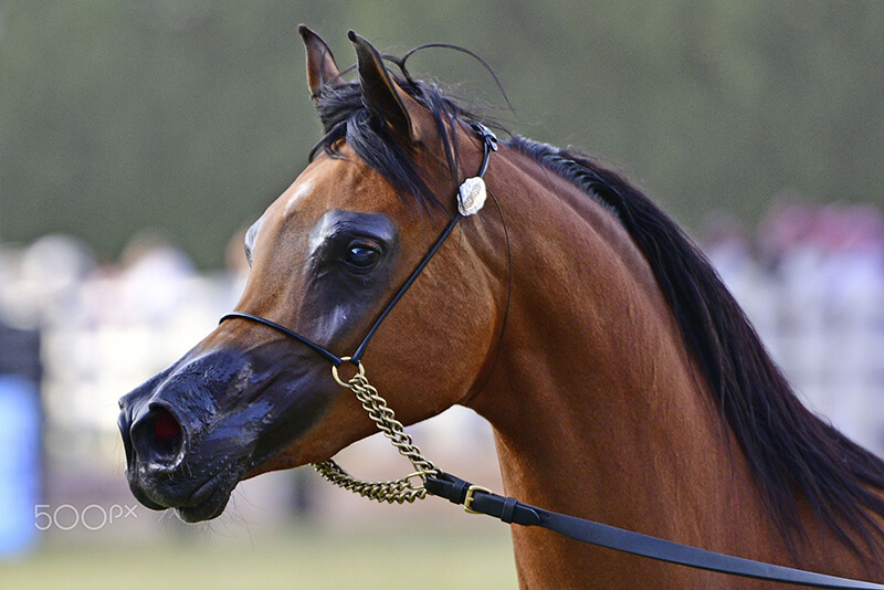 arabian horse