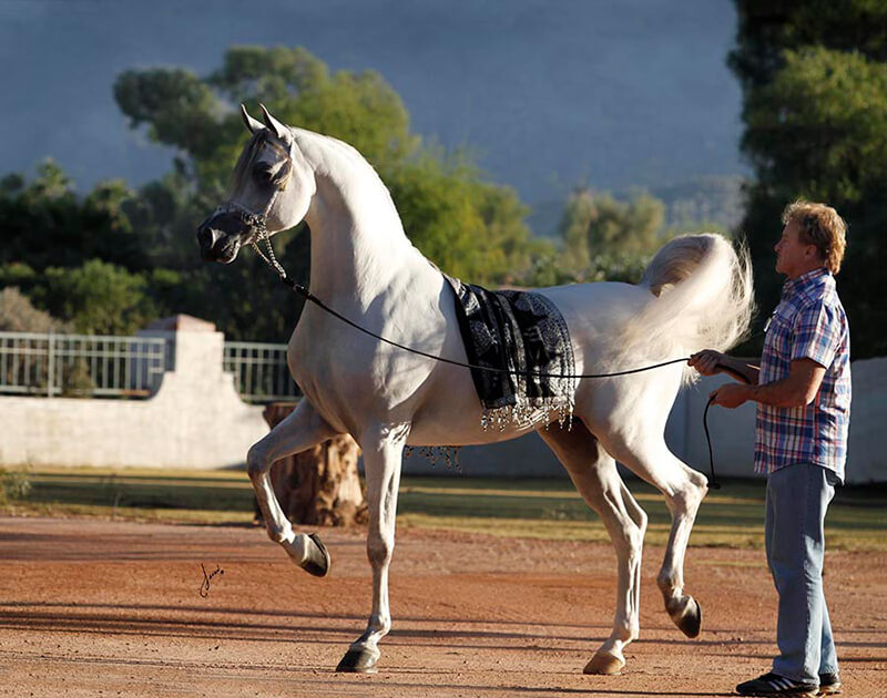 arabian horse