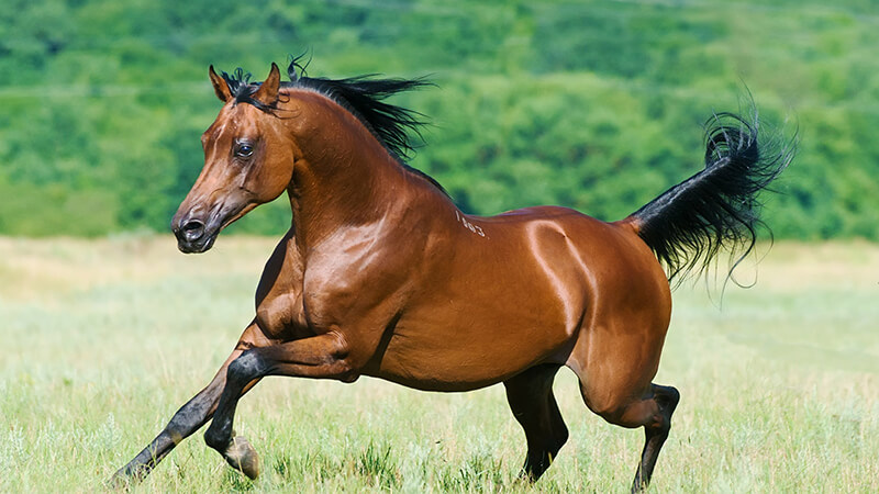 arabian horse