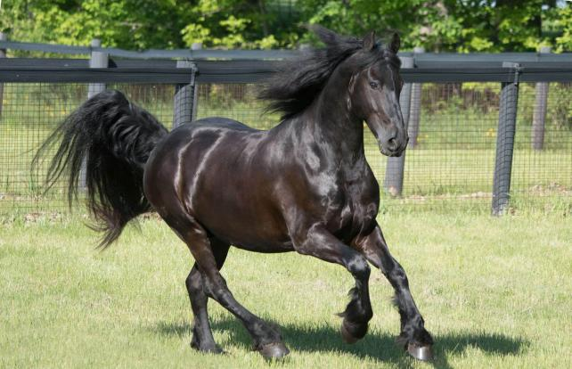 Where should the horse sculpture in Feng Shui be placed?