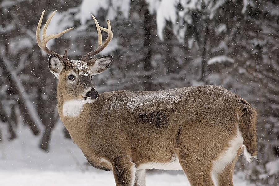 whitetail deer