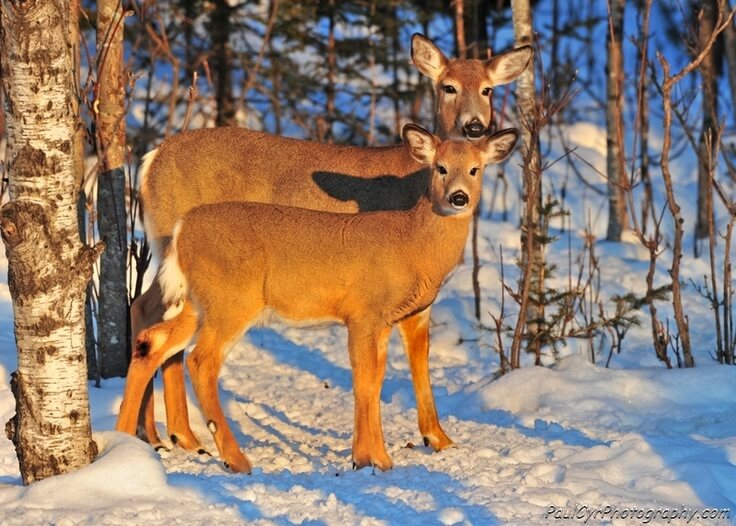 whitetail deer