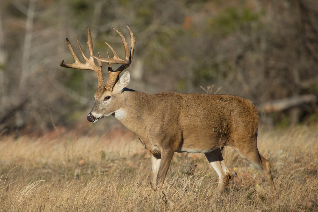 whitetail deer