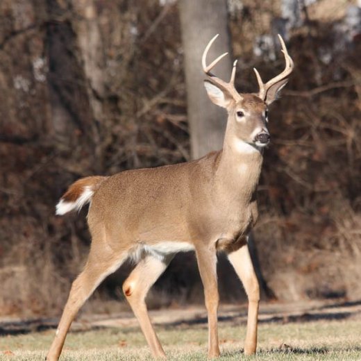 whitetail deer