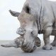 fiberglass rhino statue