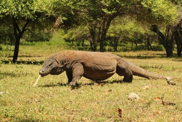 Komodo dragon