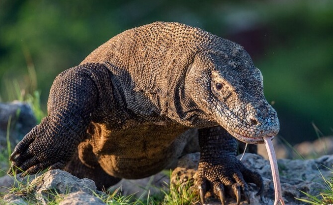 Komodo dragon