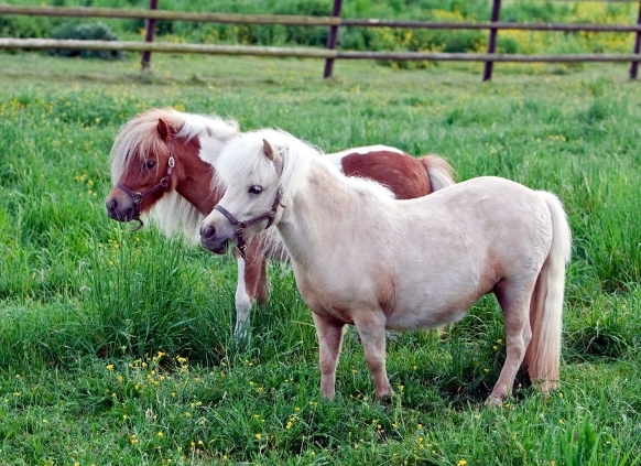 Falabella pony