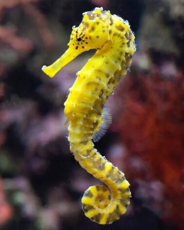 seahorse