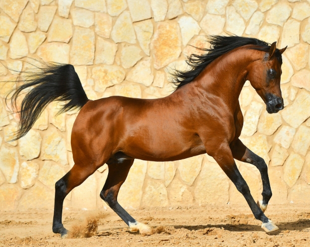 arabian horse