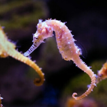 seahorse