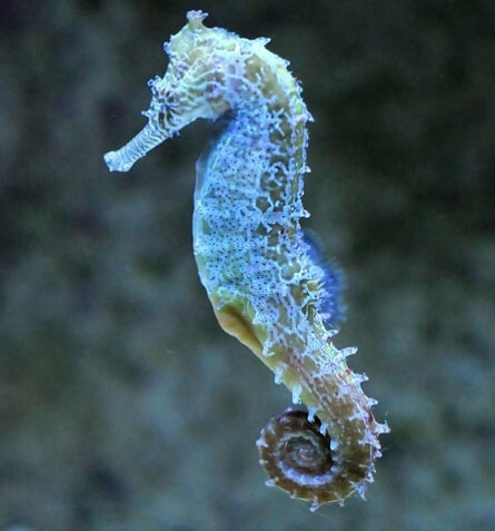 seahorse