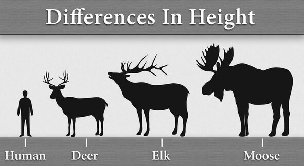 difference of deer