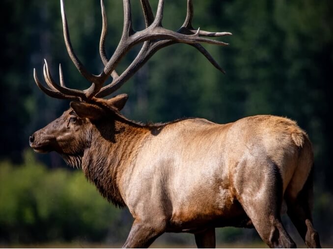 elk