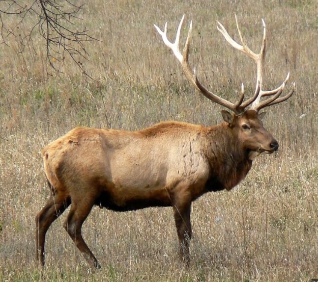 elk