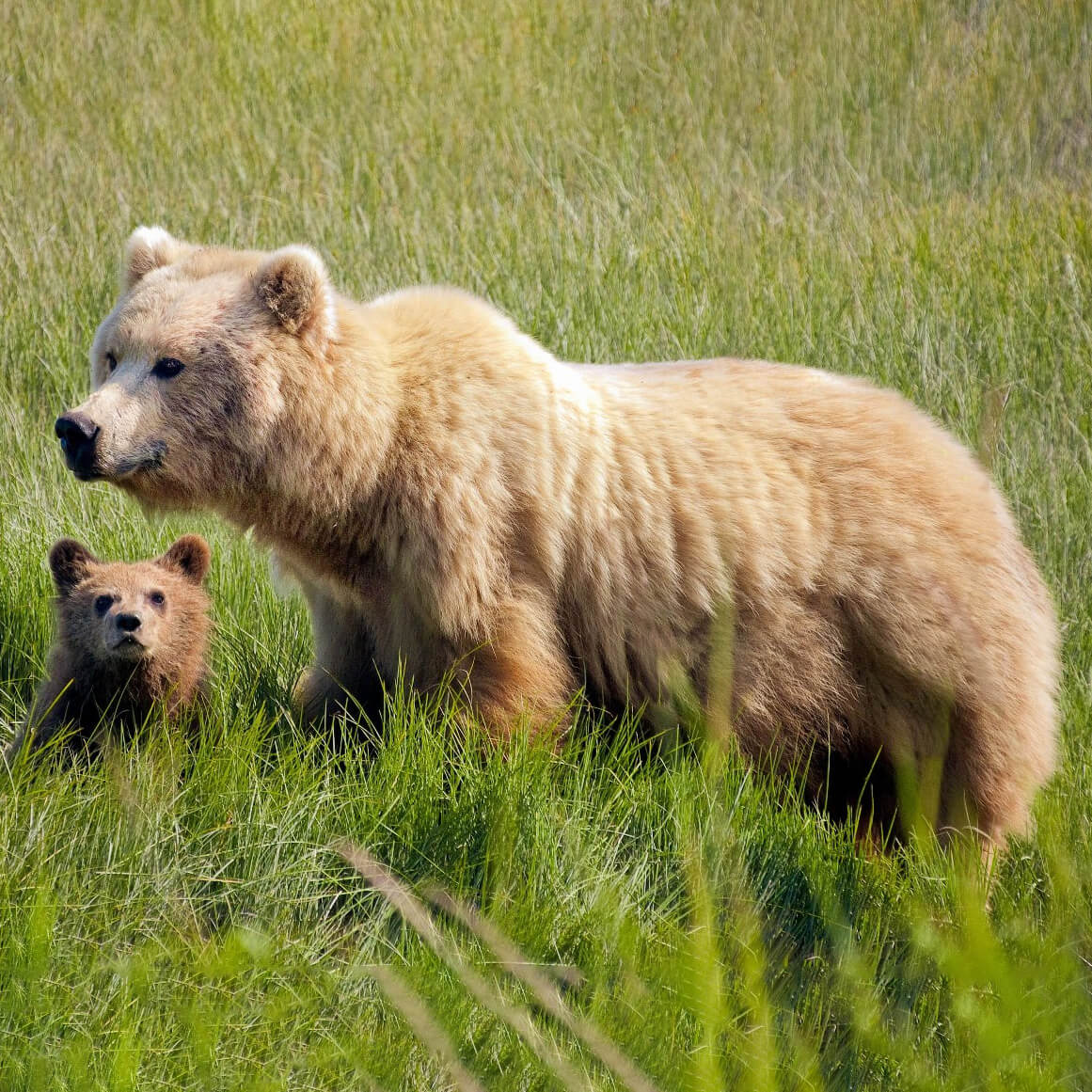 brown bear with cub