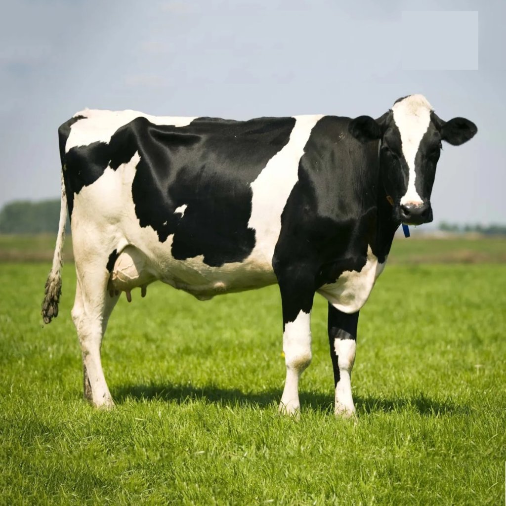 Holstein cow