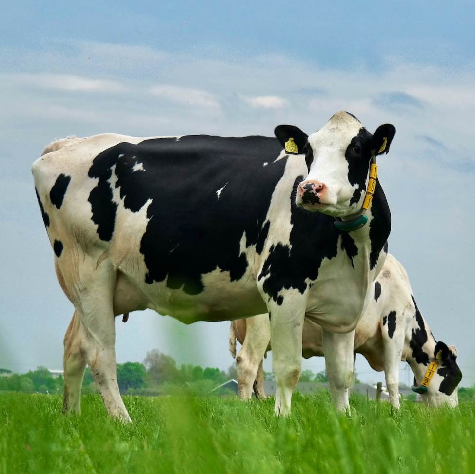 Holstein cow