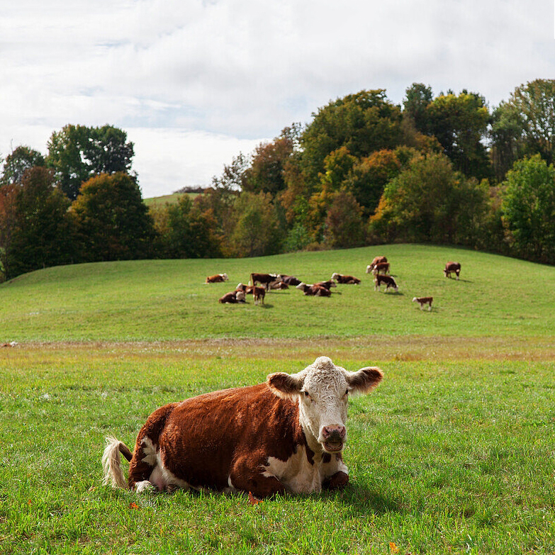 cow rest