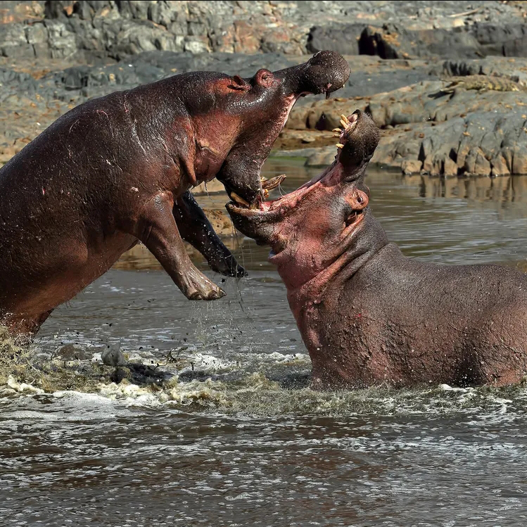 hippo fight