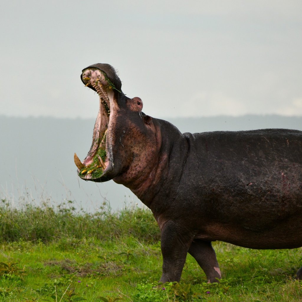 hippo with mouth open