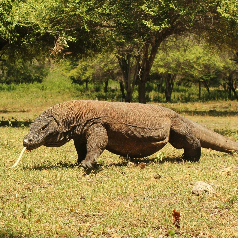 An Adult Komodo Dragon