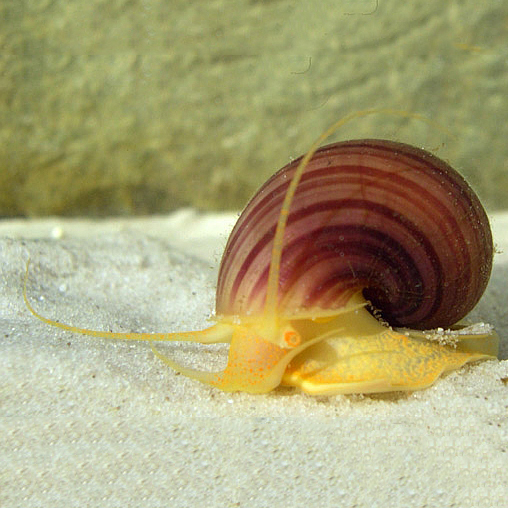 Apple Snail