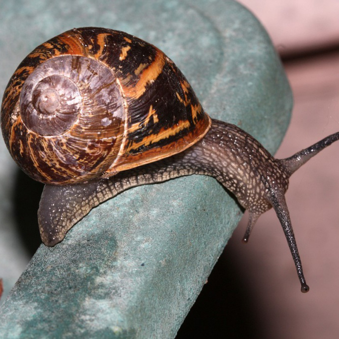 Garden Snail