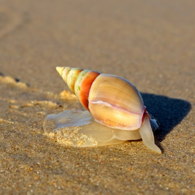 sea snail