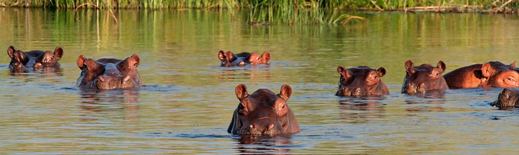 A group of hippopotamuses partially submerged in water