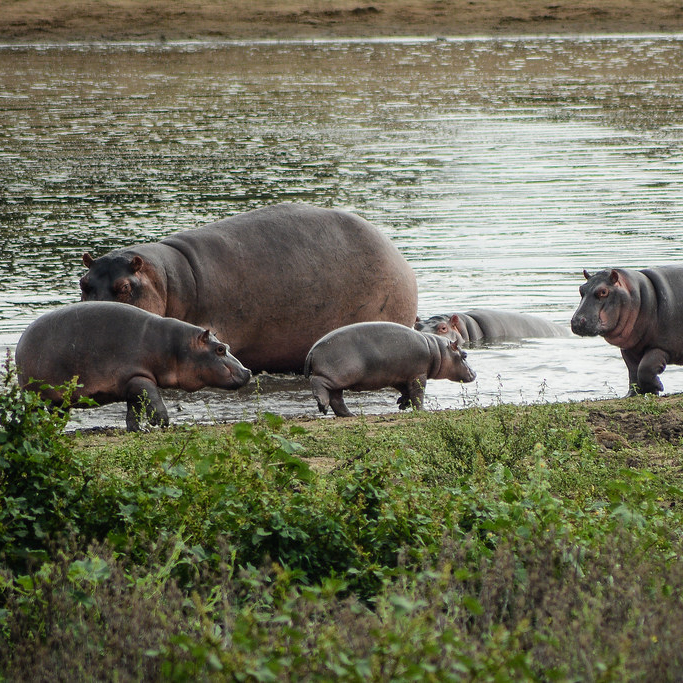 A family of hippos, including adults and calves