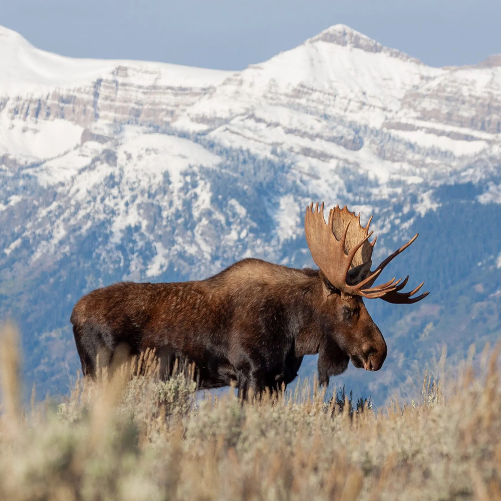 1-Moose standing in front of snowy mountains