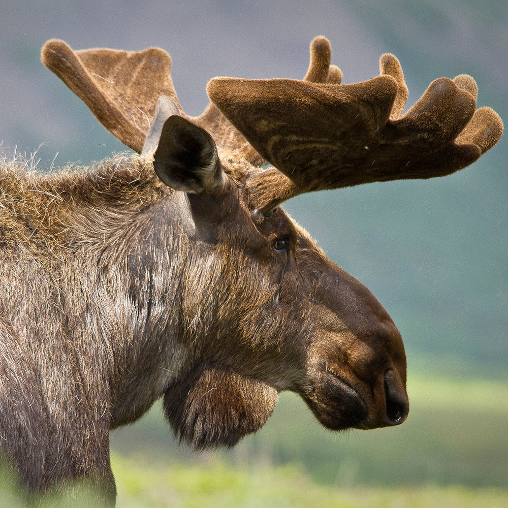 Close-up of a moose head with broad antlers and dewlap