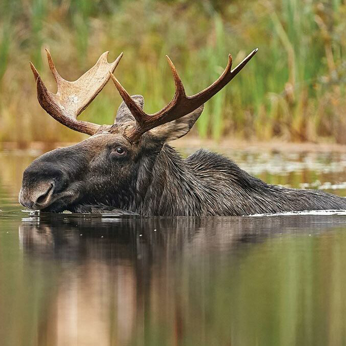 Moose swimming in a lake