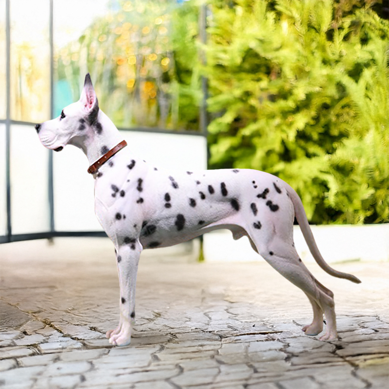Alert black and white Harlequin Great Dane Statue