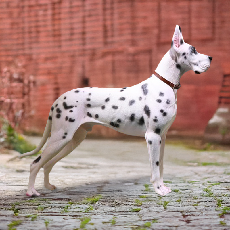 Elegant spotted Harlequin Great Dane Statue outdoor