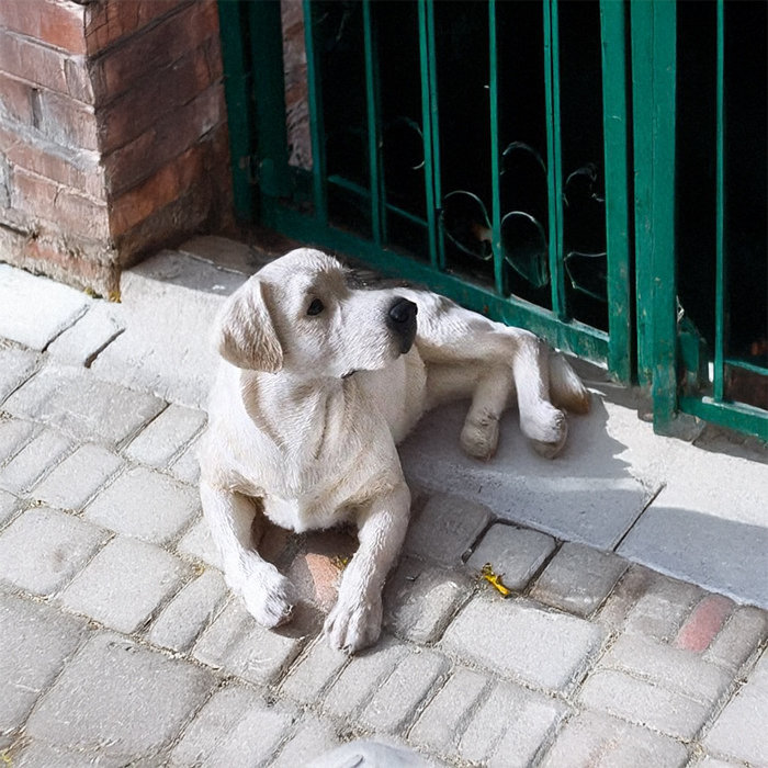 life size yellow Labrador Dog Statues for Front Porch