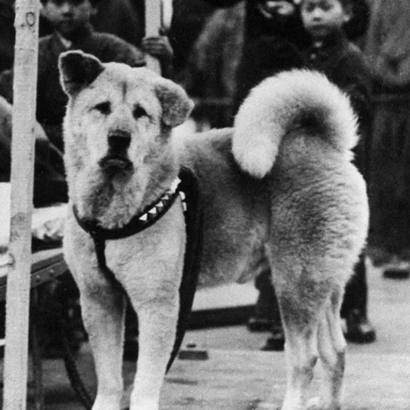 1.1 Hachiko