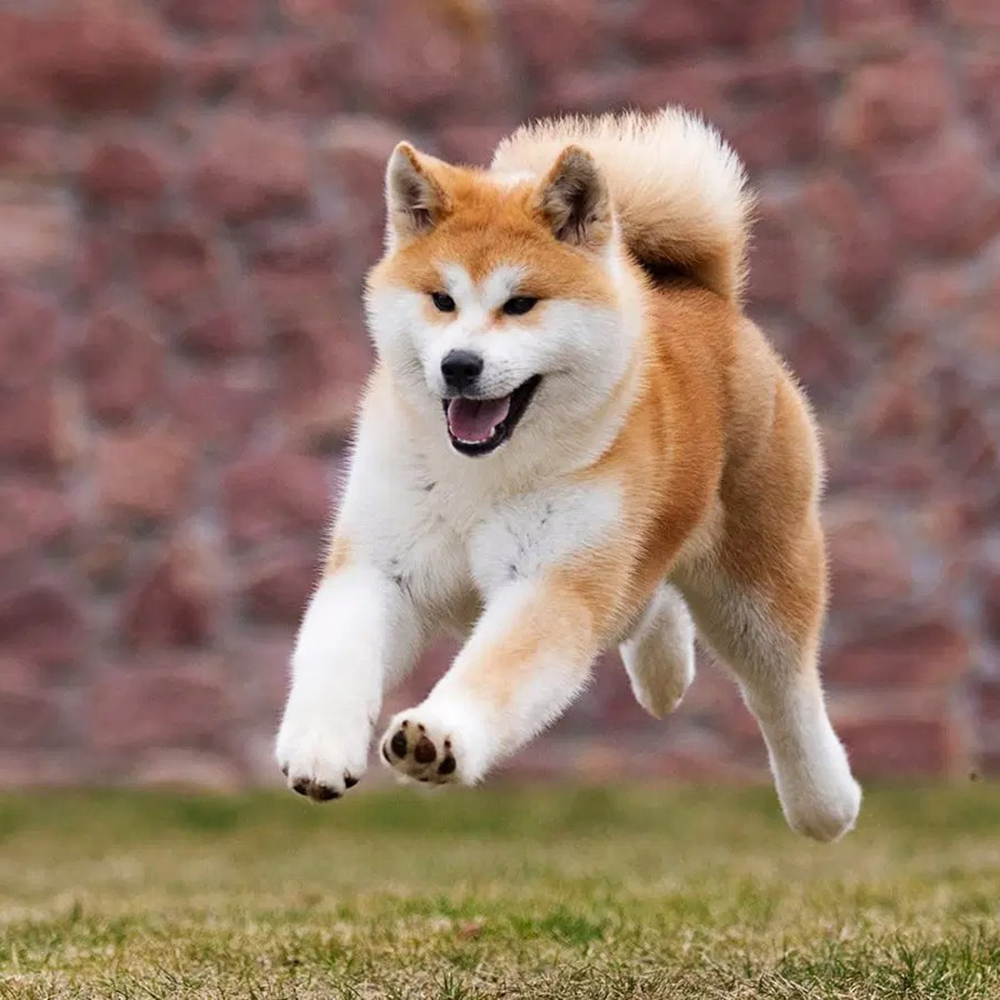 A Japanese Akita Inu