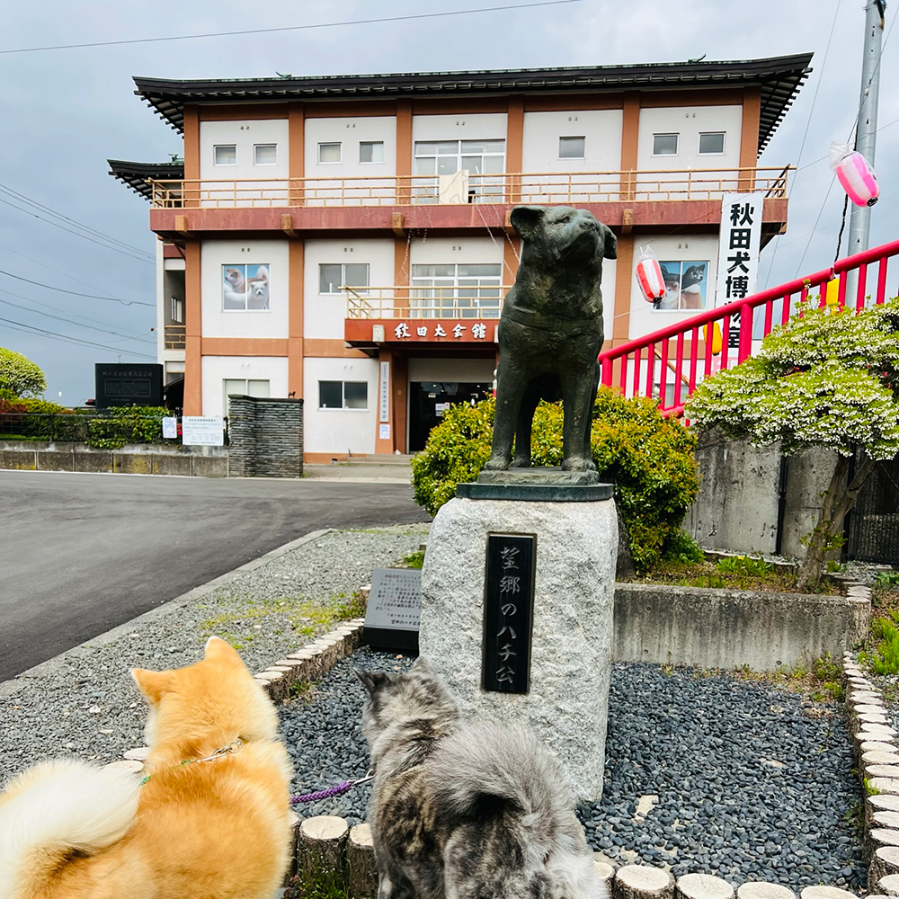 Homesick Hachiko statue