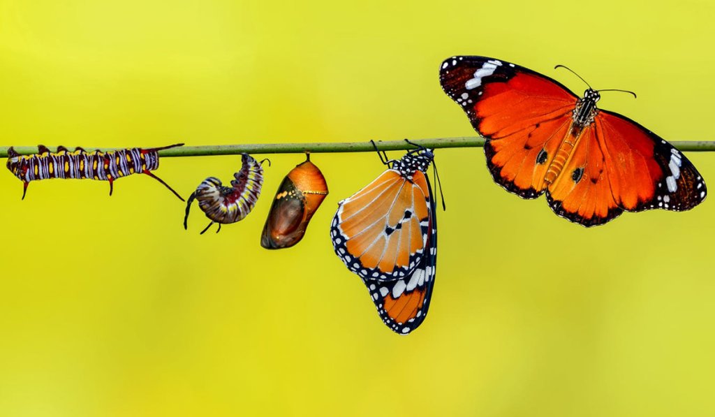Butterfly metamorphosis from cocoon to flight
