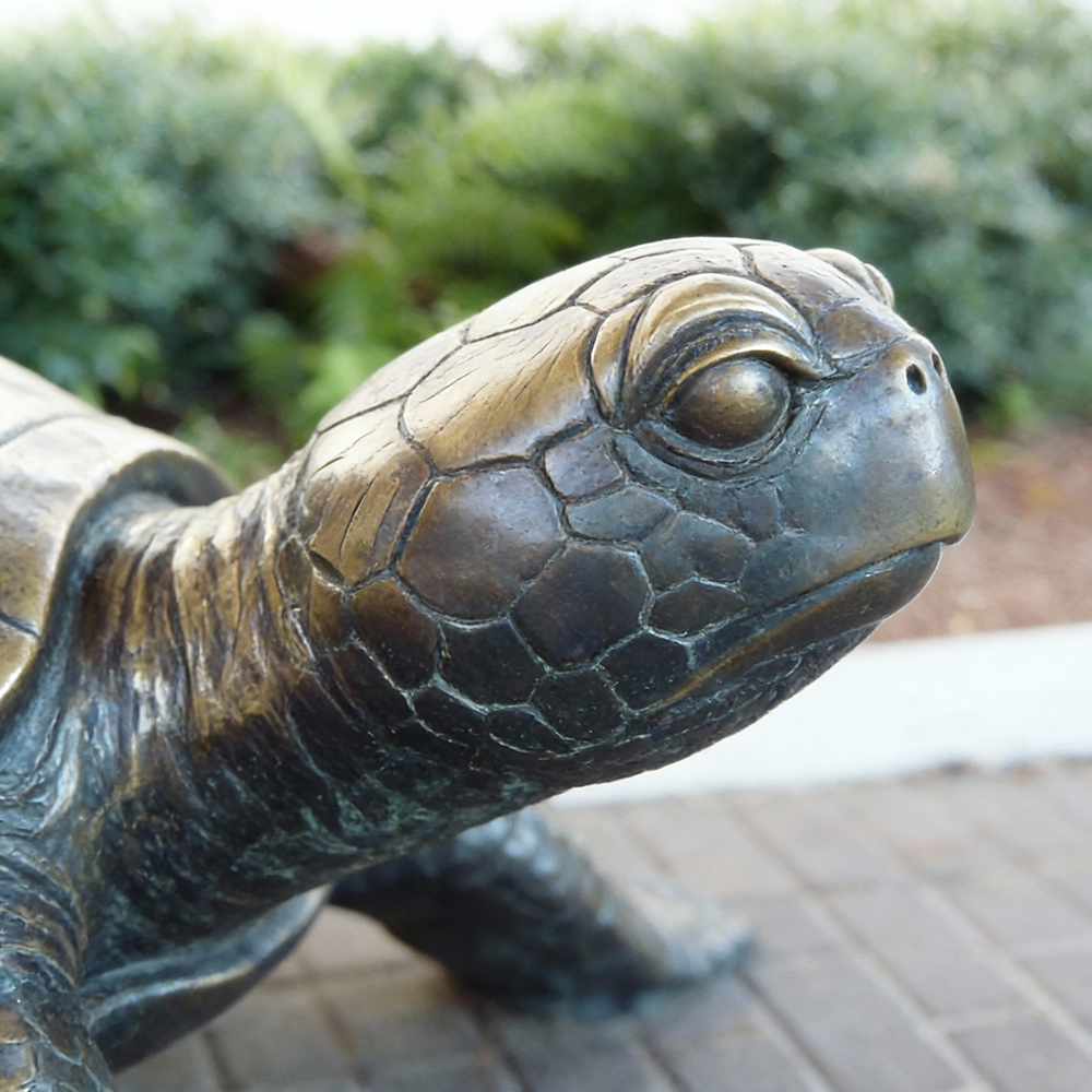 Close-up of Bronze Sea Turtle Head