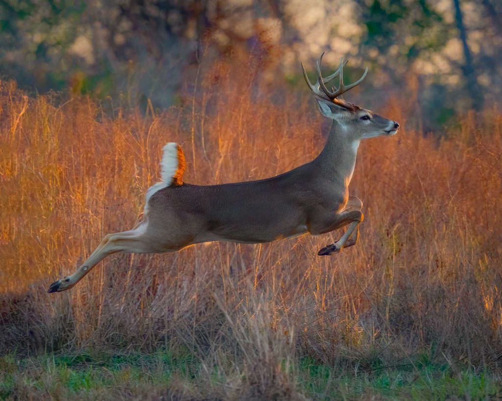 White-Tailed Deer leaping