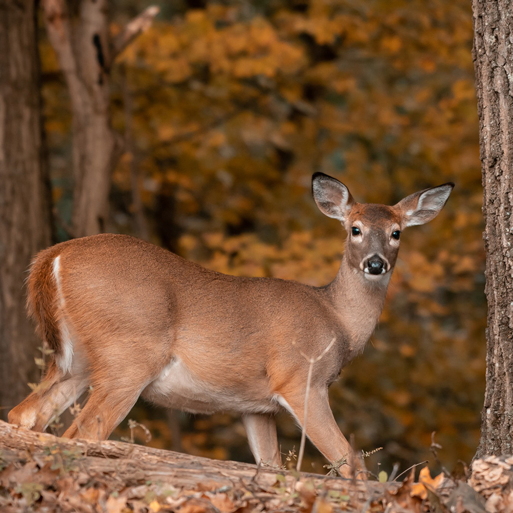 Whitetail-Deer-Doe