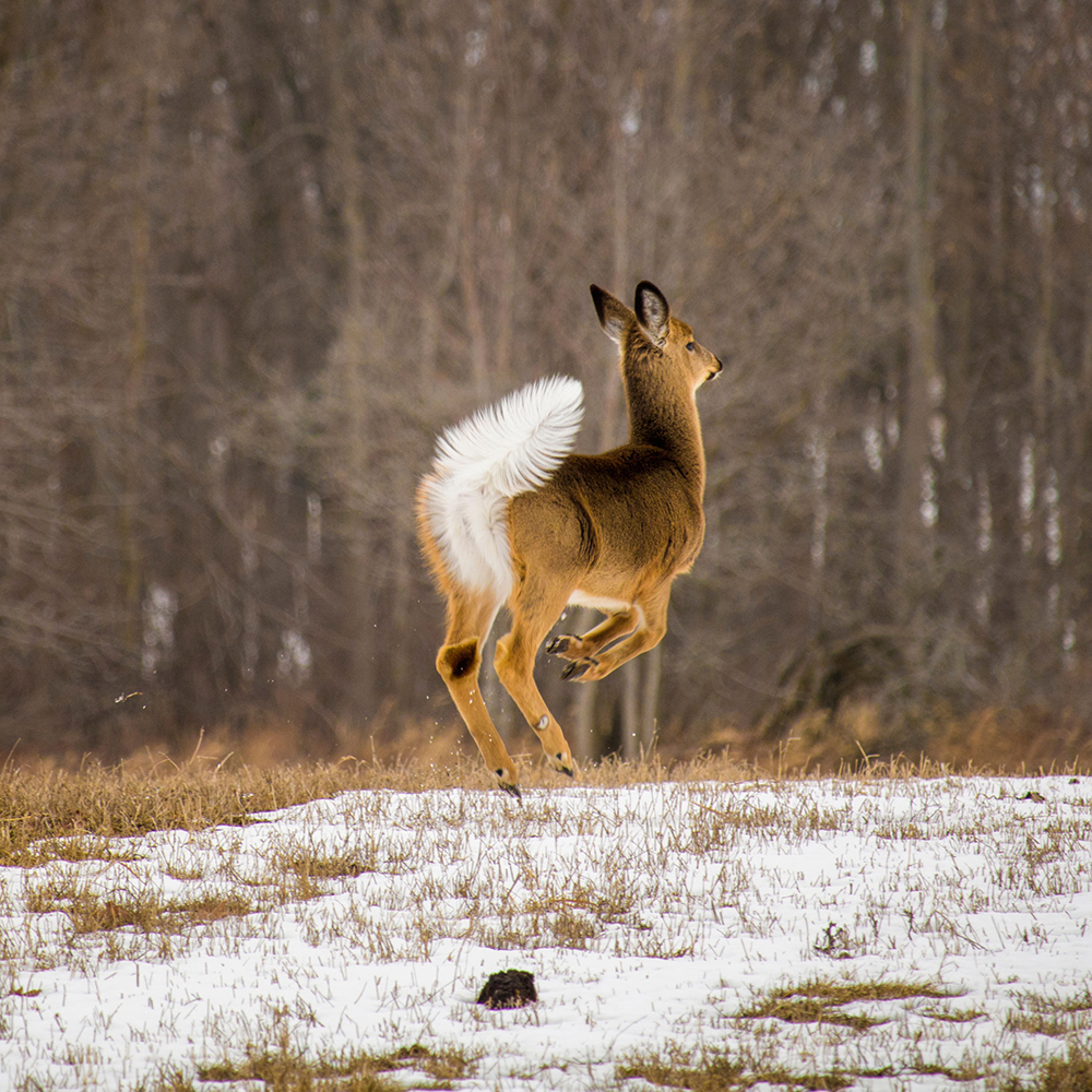 Whitetail-deer-tail-up