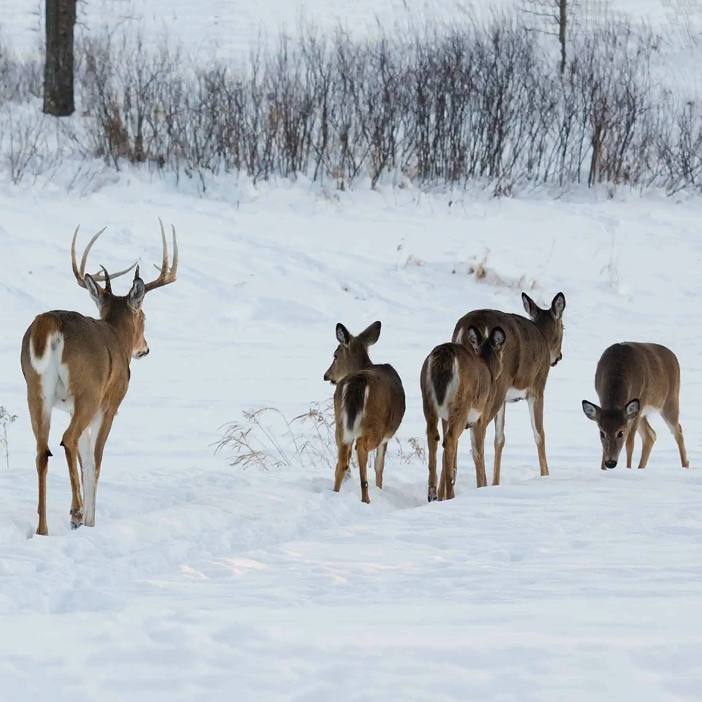 Whitetails-Social-Structure