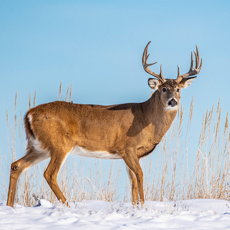 white-tailed-stag-deer