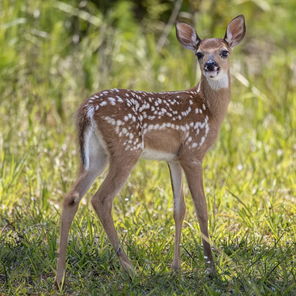 whitetail-deer-fawn-looking-back