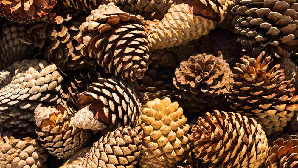 Pine-Cone