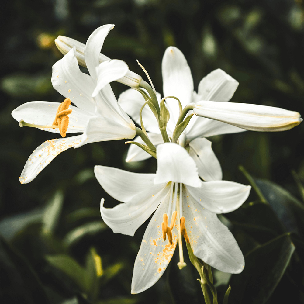 lily